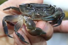 Potamonautes barnardi