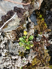 Cardamine bellidifolia
