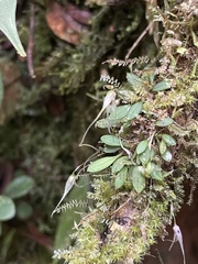 Specklinia cactantha