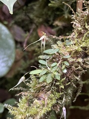 Specklinia cactantha
