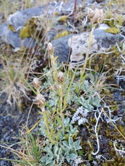 Antennaria alpina