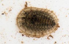 Afrobrianax ferdyi