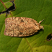 Thelma's Agonopterix Moth - Photo (c) Josh Vandermeulen, some rights reserved (CC BY-NC-ND), uploaded by Josh Vandermeulen