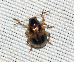 Paria quadrinotata