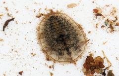 Afrobrianax ferdyi