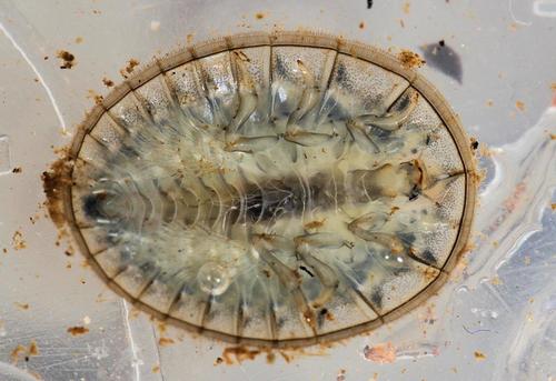 Photo of Ferdy's Water Penny (Afrobrianax ferdyi)
