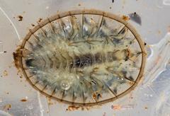 Afrobrianax ferdyi