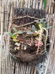 Bulbophyllum elliotii