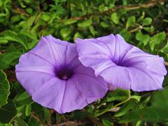 Ipomoea cairica cairica