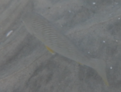 Umbrina roncador