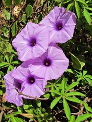 Ipomoea cairica cairica
