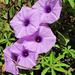 Ipomoea cairica cairica - Photo (c) Lee, μερικά δικαιώματα διατηρούνται (CC BY-NC), uploaded by Lee