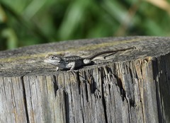 Sceloporus consobrinus