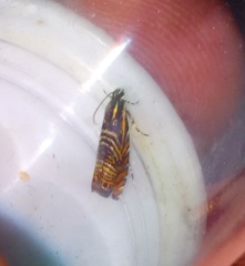 Thaumatographa jonesi