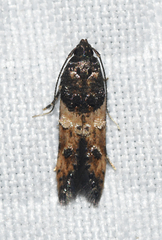 Walshia miscecolorella