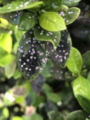 Ceroplastes cirripediformis