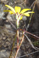 Osteospermum asperulum