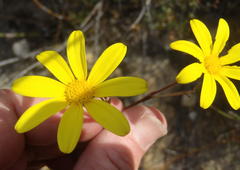 Osteospermum asperulum
