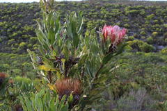 Protea susannae