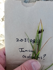 Juncus castaneus
