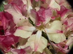 Lechenaultia macrantha