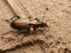 Poecilus lepidus