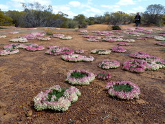 Lechenaultia macrantha