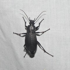 Carabus vinctus