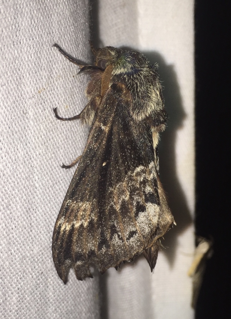 Caloecia juvenalis