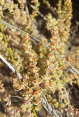 Crassula muscosa muscosa