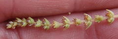 Crassula muscosa muscosa