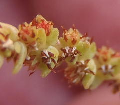 Crassula muscosa muscosa