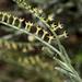 Heliotropium zeylanicum - Photo (c) Wynand Uys, alguns direitos reservados (CC BY), uploaded by Wynand Uys
