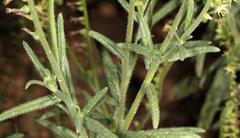 Heliotropium zeylanicum