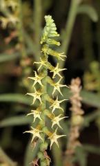 Heliotropium zeylanicum