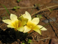 Romulea flava