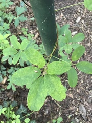 Akebia