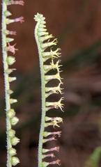 Heliotropium zeylanicum