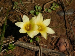 Romulea flava