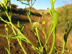 Calostephane divaricata