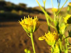 Calostephane divaricata