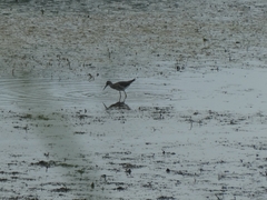 Scolopacidae