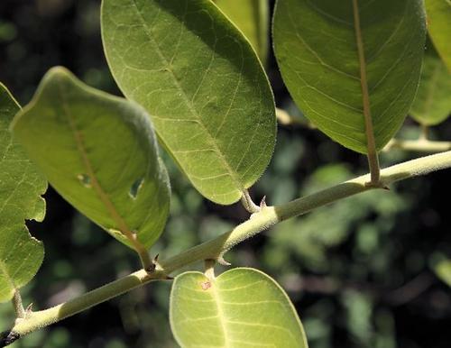 Woolly Caperbush