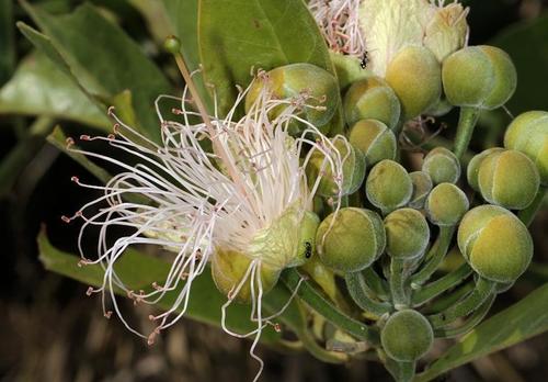 Woolly Caperbush (Capparis tomentosa) · iNaturalist Canada