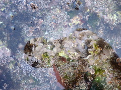 Lithophyllum incrustans