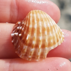 Acanthocardia aculeata