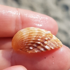 Acanthocardia aculeata