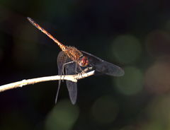 Trithemis werneri