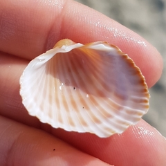 Acanthocardia aculeata