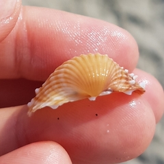 Acanthocardia aculeata